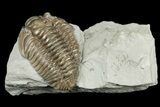 Flexicalymene Trilobite - Mt Orab, Ohio #188830-2